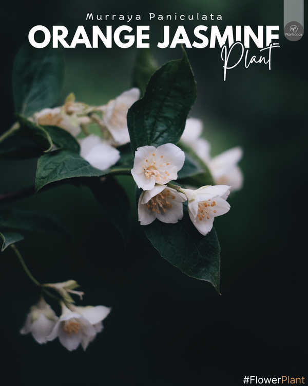 Orange Jasmine || Murraya Paniculata || ياسمين البرتقال || Fragrant Blooms for UAE & KSA