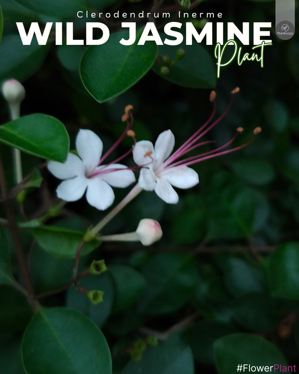 Wild Jasmine || Clerodendrum inerme || الياسمين البري || Evergreen Shrub for Gardens UAE & KSA