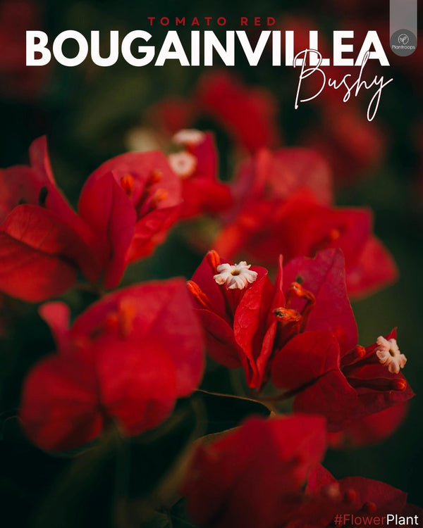 Bougainvillea Tomato Red Bushy || Bougainvillea glabra || بوغينفيليا الطماطم الحمراء الكثيفة || Flowering Shrub UAE & KSA
