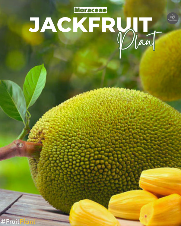 Jackfruit Plant || Artocarpus heterophyllus || شجرة الكاكايا || Tropical Fruit Tree UAE & KSA