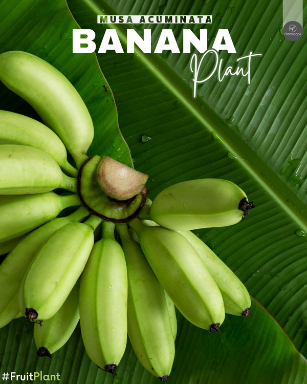 Banana Plant || Banana Tree || Musa acuminata || شجرة الموز || Outdoor Fruit Plant UAE & KSA