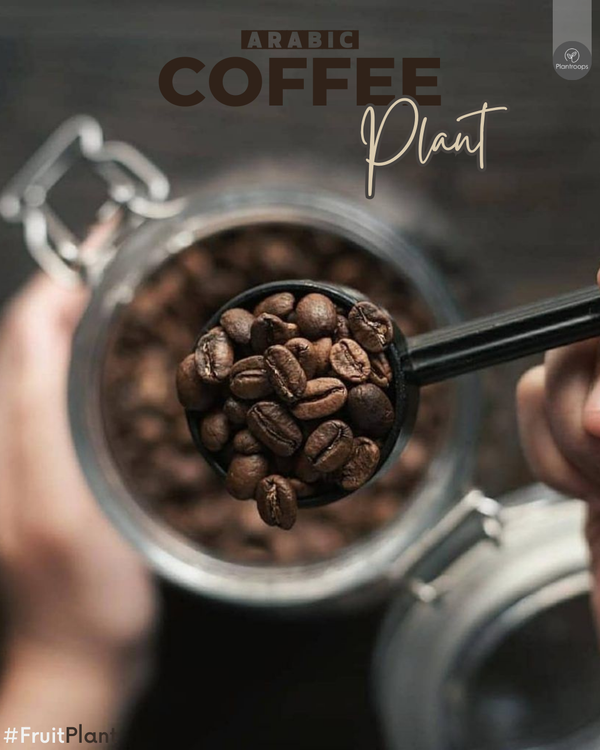 Arabian Coffee Plant || Coffea arabica || شجرة القهوة العربية || Indoor Coffee Shrub UAE & KSA