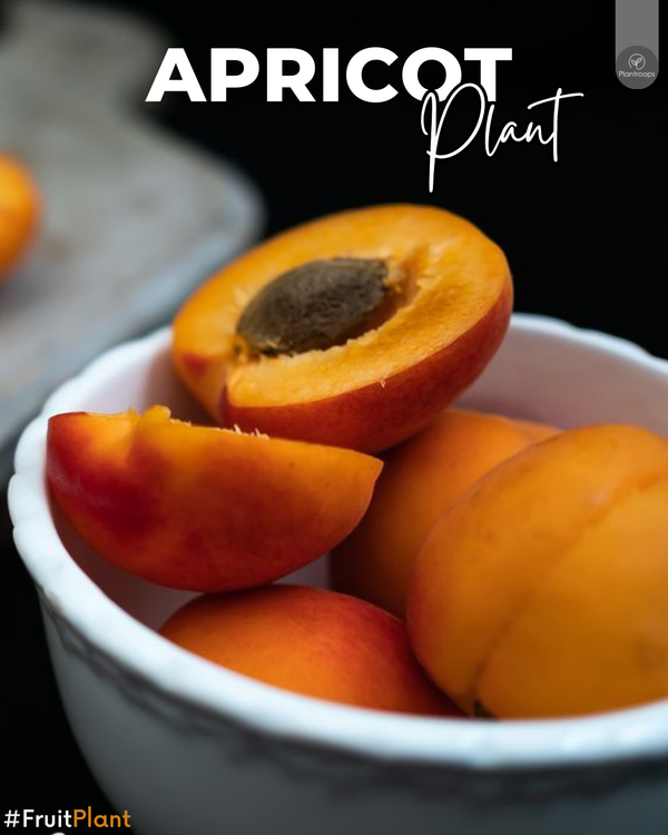 Apricot Plant || Prunus armeniaca || شجرة المشمش || Outdoor Fruit Tree UAE & KSA