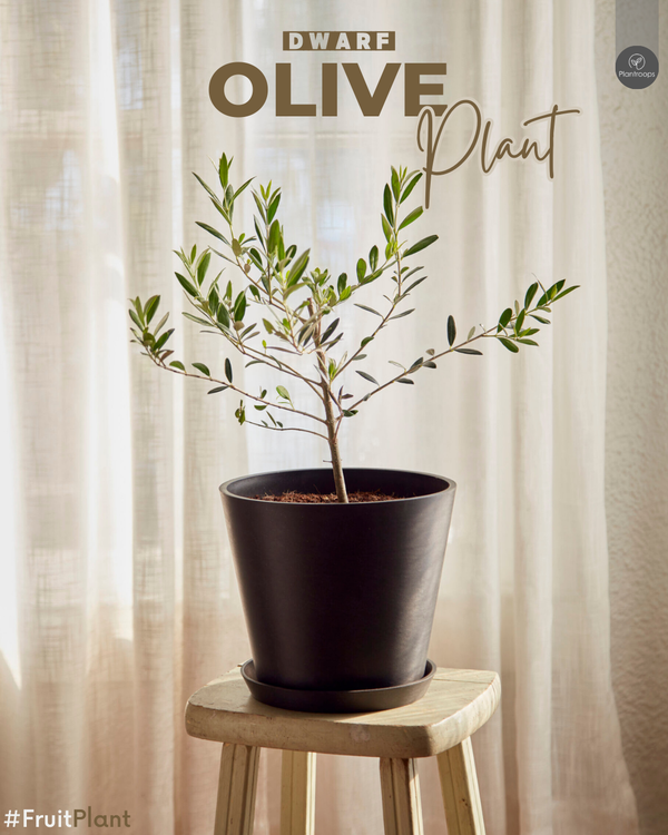 Olive Plant Dwarf Indoor || شجرة الزيتون القزمية || Olive Plant UAE & KSA