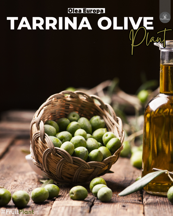 Olea Europa Tarrina || Olive Tree || Olea europaea || شجرة الزيتون UAE & KSA