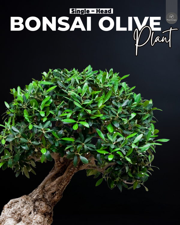 Olive Single Head Bonsai Tree || Olea europaea || شجرة زيتون || Mediterranean Bonsai UAE & KSA