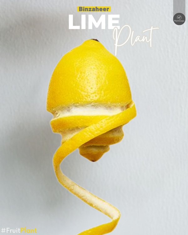 Lime Tree ‘Binzaheer’ || Citrus × aurantiifolia || ليمون بن زهير || Key Lime UAE & KSA
