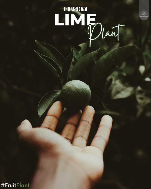 Lime Bushy Plant || Indoor Lime Tree || Hardy Indoor Plant UAE & KSA