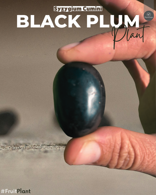 Syzygium Cumini || Jamun Tree || شجرة جامون || Black Plum || Outdoor Fruit Plant UAE & KSA