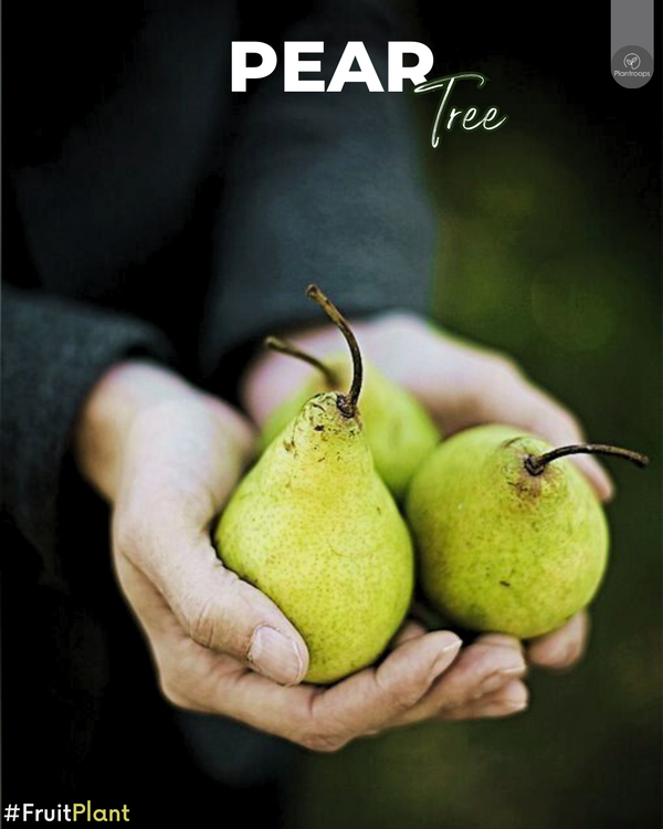 Pear Tree || Pyrus spp. || شجرة الكمثرى || Fruit Tree UAE & KSA