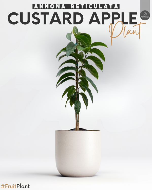 Custard Apple || Annona reticulata || شجرة السكرية || Outdoor Fruit Plant UAE & KSA