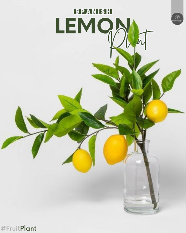 Citrus Lemon Spain Tree || Spanish Lemon Tree || شجرة الليمون الإسباني || Aromatic Fruit-Bearing Tree UAE & KSA