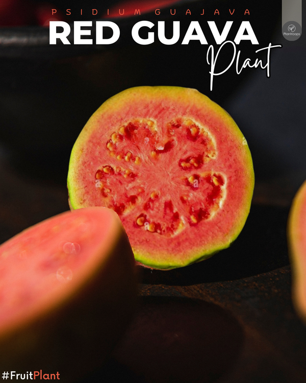 Red Guava Plant || Psidium guajava || شجرة الجوافة الحمراء || Tropical Fruit Tree UAE & KSA