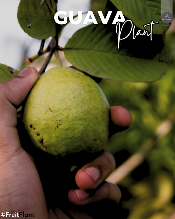 Guava Plant || Psidium guajava || شجرة الجوافة || Guava Tree || Outdoor Fruit Plant UAE & KSA