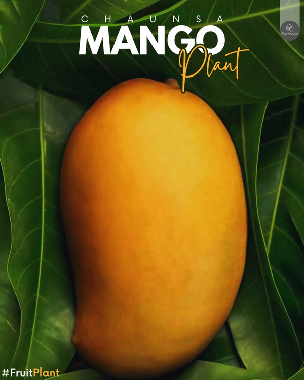 Mango Tree Pakistan Chaunsa || Mangifera indica || شجرة المانجو || Pakistani Mango Plant UAE & KSA