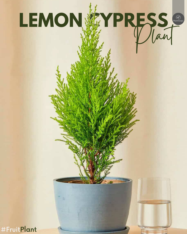 Lemon Cypress || Evergreen Tree || Citrus Fragrance Tree || Outdoor Plant UAE & KSA