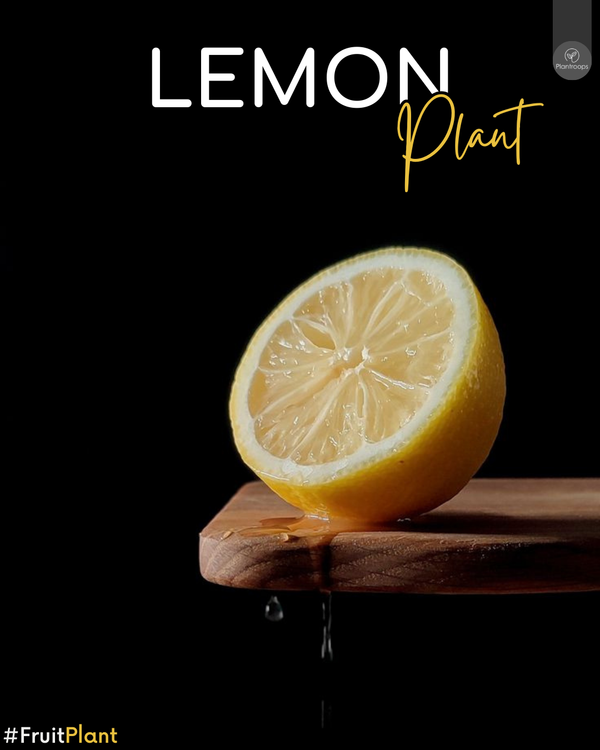 Lemon Plant || Citrus Lemon Tree || Live Lemon Tree for Home & Garden || Buy Lemon Plant Online UAE & KSA