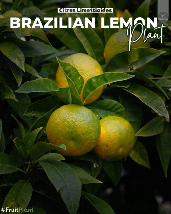 Brazilian Lemon Plant || Citrus Limettioides || الليمون البرازيلي || Sweet Lemon Tree for Home & Garden UAE & KSA