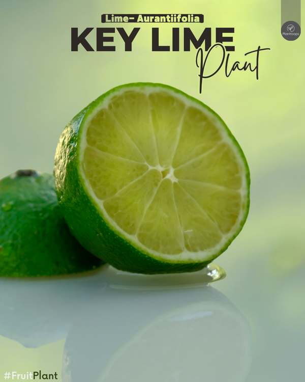 Key Lime Tree || Citrus × aurantiifolia || ليمون بن زهير ||  Lime Tree ‘Binzaheer’ UAE & KSA