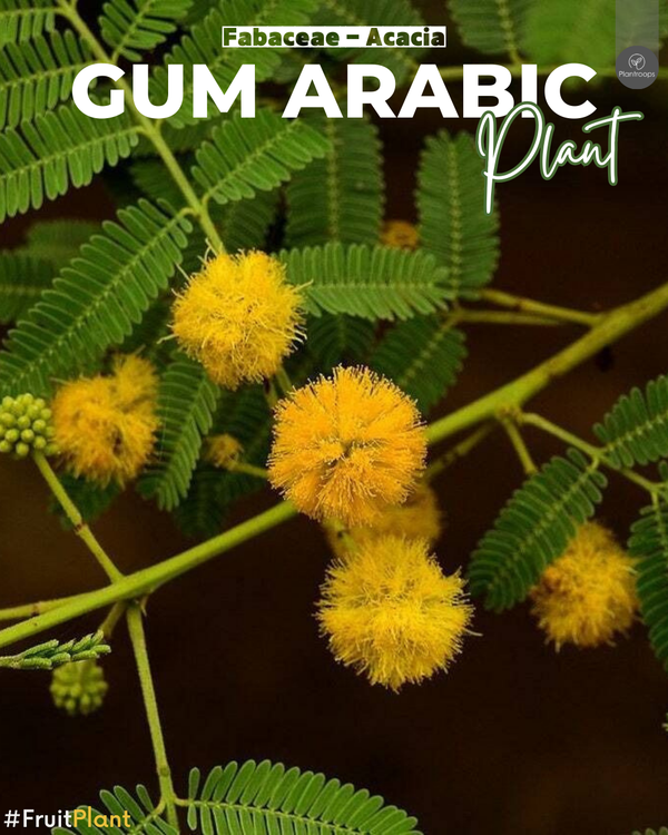 Acacia arabica || Babul Tree || Indian Gum Arabic Tree || شجرة الأكاسيا UAE & KSA