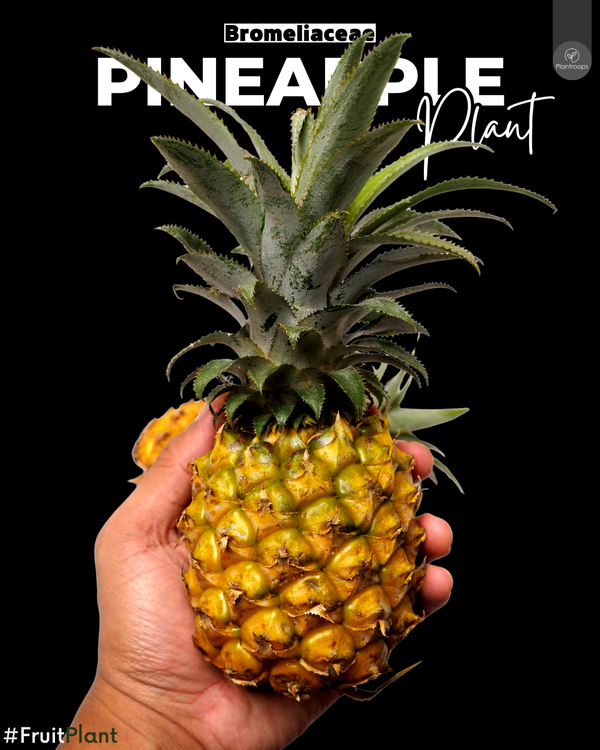 Pineapple Plant || Ananas comosus || الشجر اناناس || Tropical Fruit Plant UAE & KSA