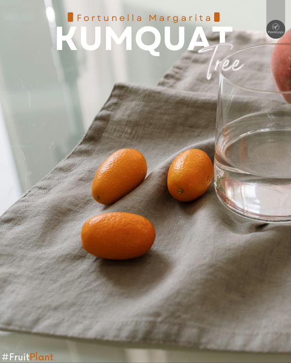 Kumquat Tree || Fortunella Margarita Tree || Tropical Fruit-Bearing Tree|| Buy Kumquat Tree in UAE & KSA