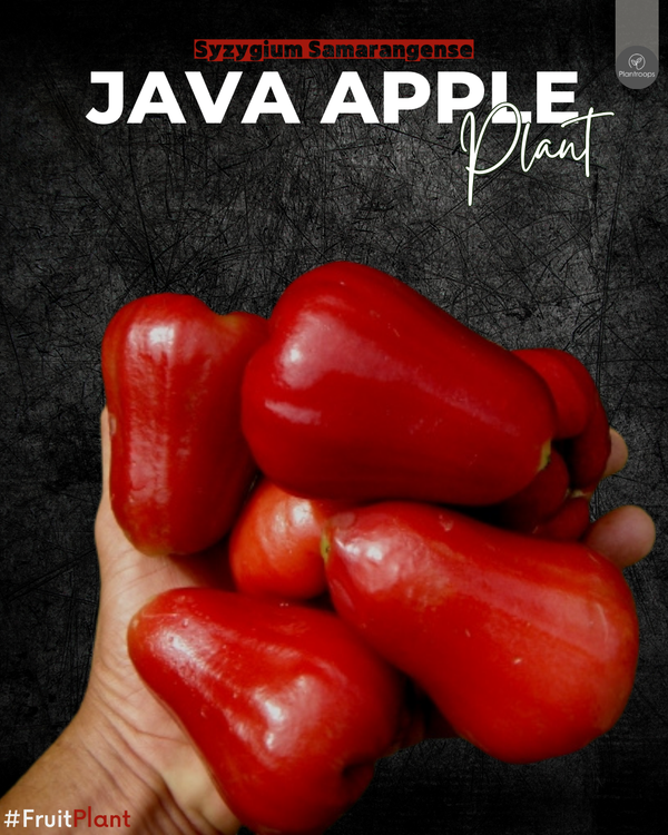 Java Apple || Water Apple || Syzygium Samarangense || Jambu Air || Outdoor Fruit Plant UAE & KSA