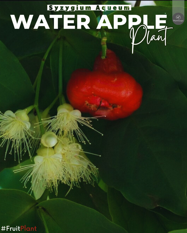 Water Apple Plant || Chambakka || Pani Seb || تفاحة الماء || Outdoor Fruit Plant UAE & KSA