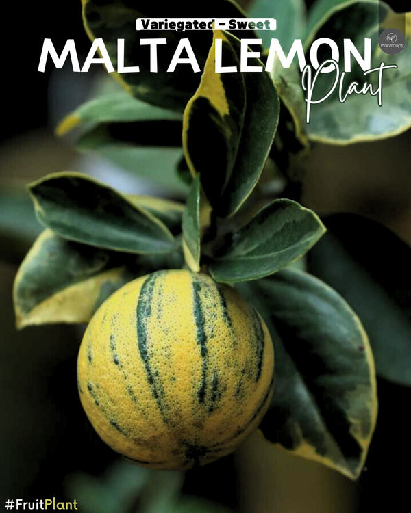 Variegated Sweet Malta Lemon || Citrus limon || 1m – 1.2m || Unique Lemon Tree UAE & KSA