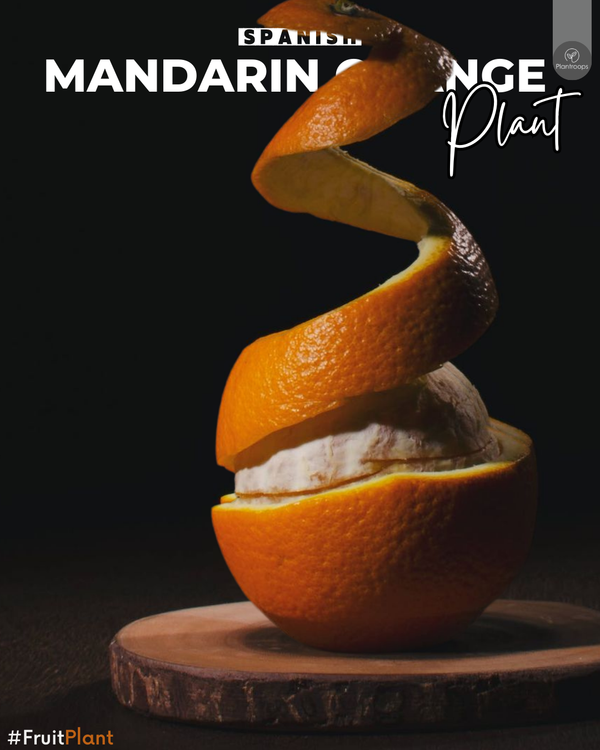 Spanish Mandarin Orange || Mandarin Reticulata Tree || Citrus Tree || Outdoor Plant UAE & KSA