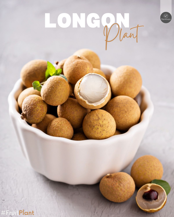 Longan Plant || Queen of Mangoes || شجرة اللونجان || Tropical Fruit Tree UAE & KSA