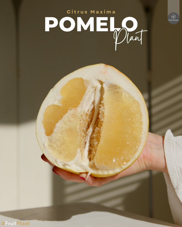 Pomelo Tree || Citrus Maxima || شجرة البوميلو || Large Fruit-Bearing Tree UAE & KSA