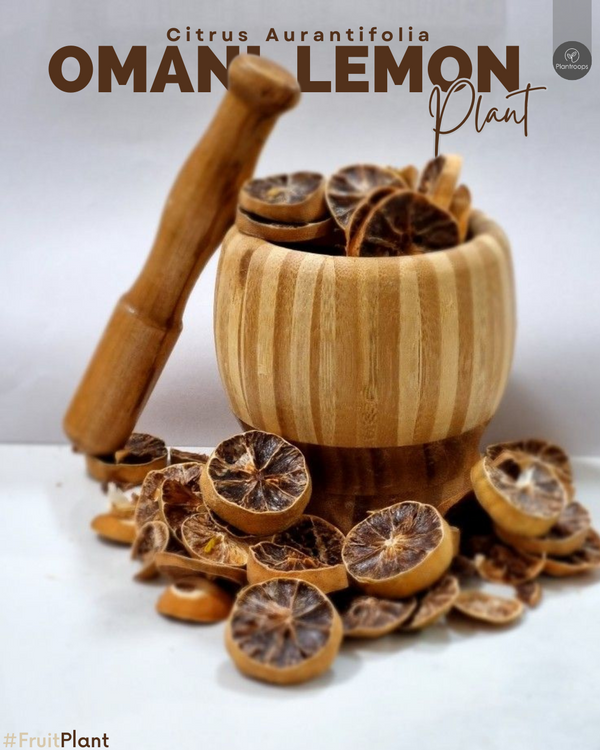 Citrus Aurantifolia Plant || Citrus Omani || الليمون العماني || Medicinal Lime Tree UAE & KSA