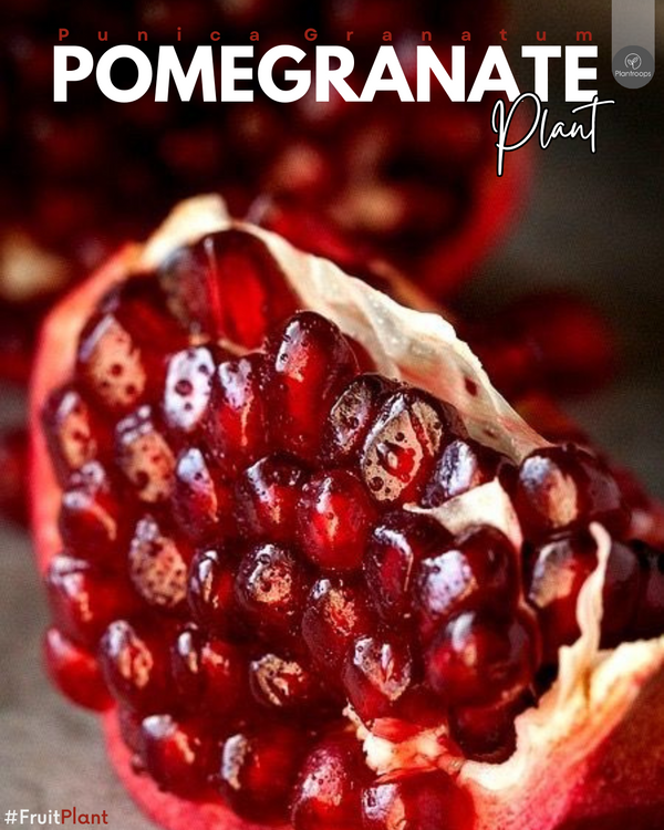Punica Granatum Plant || Pomegranate Tree || شجرة الرمان || Fast-Growing Fruit Tree UAE & KSA