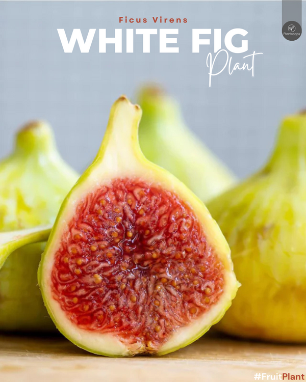 White Fig Plant || Pilkhan || Ficus Virens || شجرة التين الأبيض || Large Evergreen Tree UAE & KSA