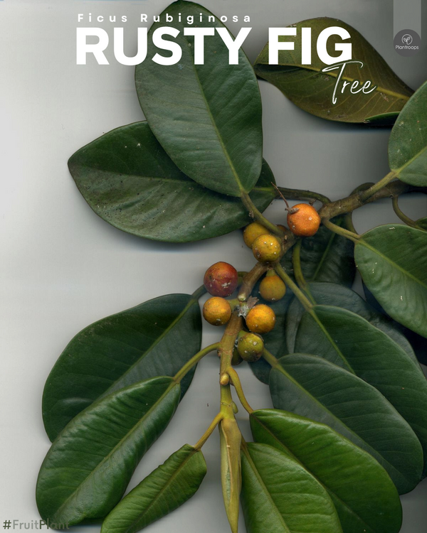 Rusty Fig Tree || Ficus Rubiginosa || شجرة التين الصدئ || Ornamental Tree UAE & KSA