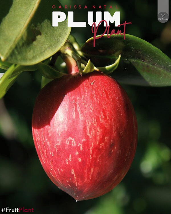 Natal Plum || Carissa grandiflora ‘Prostrata’ || نبات ناتال بلوم || Groundcover Shrub UAE & KSA
