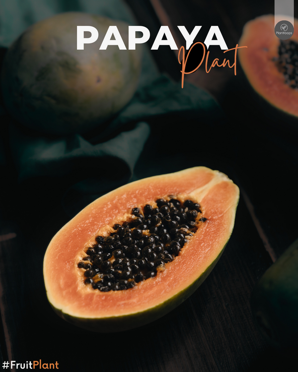 Papaya Plant || Carica papaya || شجرة البابايا || Tropical Fruit Tree UAE & KSA