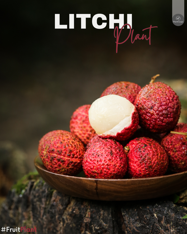 Litchi Plant || Litchi chinensis || شجرة الليتشي || Tropical Fruit Tree UAE & KSA