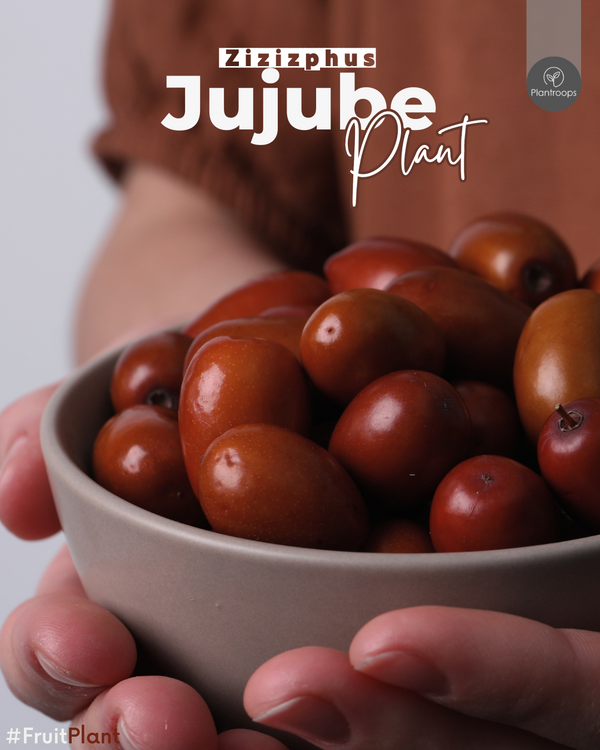 Jujube Plant || Ziziphus jujuba || شجرة عناب || Chinese Red Date Tree UAE & KSA