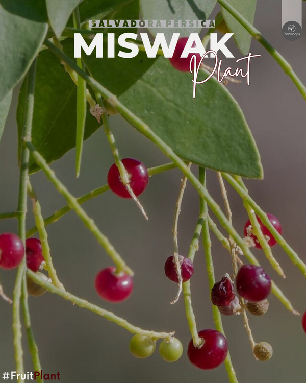 Miswak Plant || Salvadora persica || شجرة السواك || Toothbrush Tree UAE & KSA