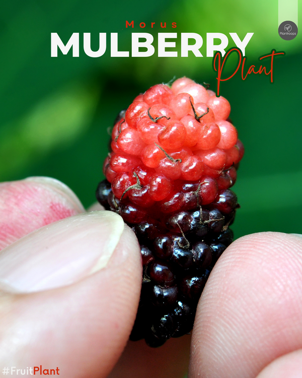 Mulberry Tree || Morus alba || Outdoor Fruit Tree || شجرة التوت UAE & KSA