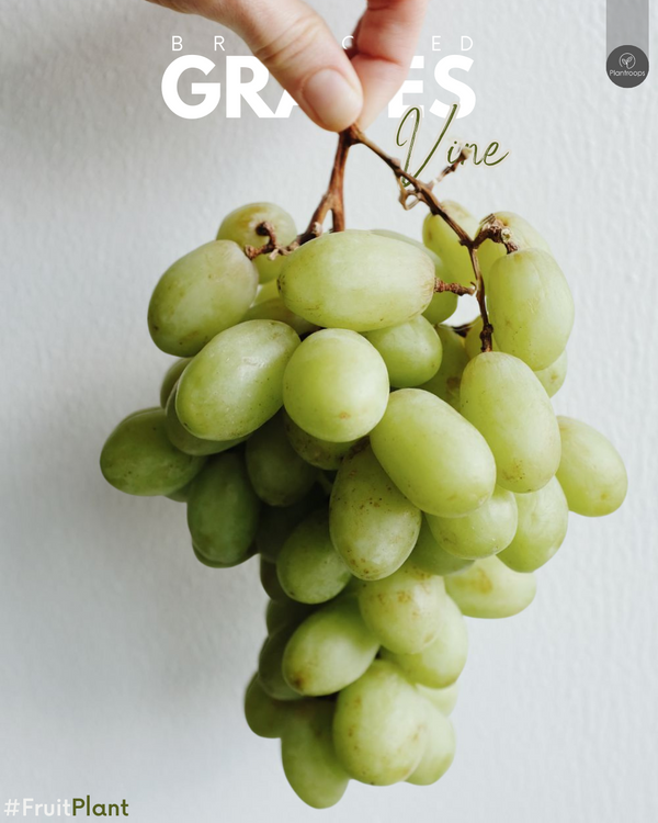 Grape Vine Plant || Vitis vinifera || الشجر العنب فاين || Grapes Plant UAE & KSA