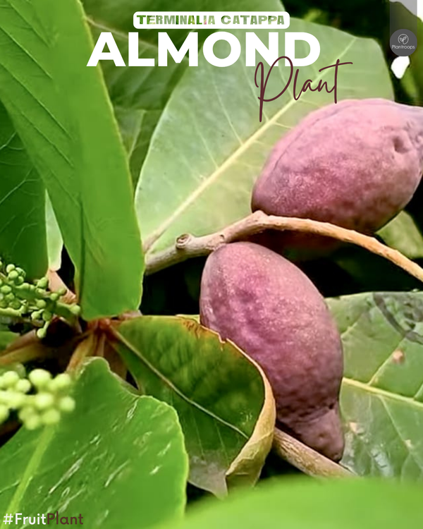 Indian Almond Tree || Terminalia catappa || شجرة اللوز الهندية || Tropical Shade Tree UAE & KSA