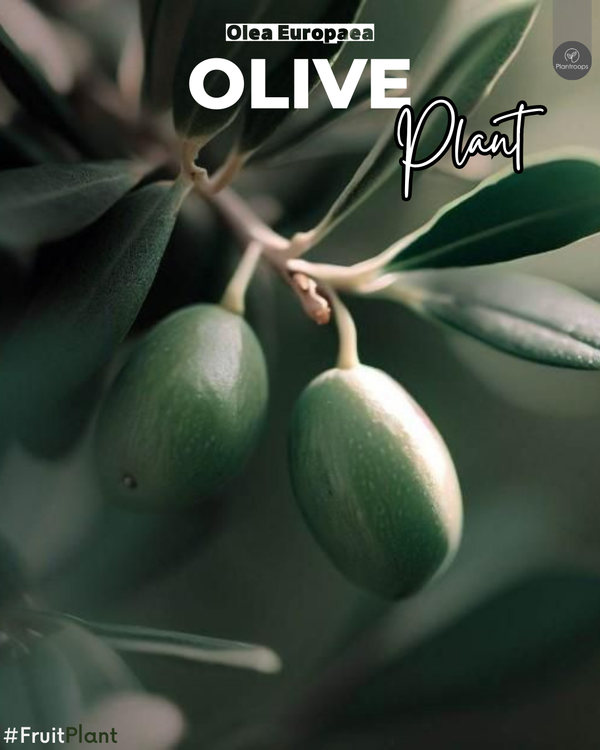 Olive Tree | Olea europaea | شجرة زيتون | Mature Olive Tree for Home & Garden UAE & KSA