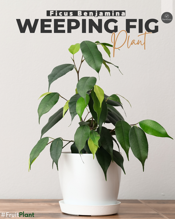 Ficus Benjamina Green Tree || Weeping Fig || شجرة الفيكس || Outdoor Shade Plant UAE & KSA