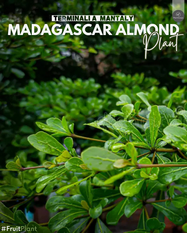 Mantaly Tree || Terminalia mantaly || بوسيدا – شجرة المظلّة || Shade Tree UAE & KSA
