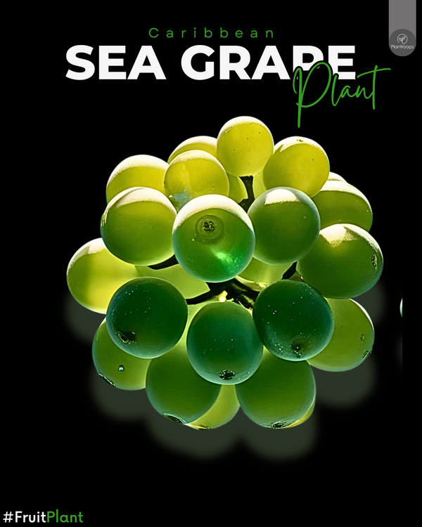 Seagrape Plant || Coccoloba uvifera || شجرة العنب البحري || Tropical Coastal Tree UAE & KSA