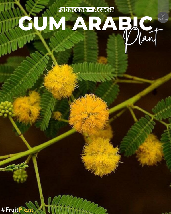 Acacia Arabica || Babul Tree || Indian Gum Arabic Plant || شجرة الأكاسيا UAE & KSA