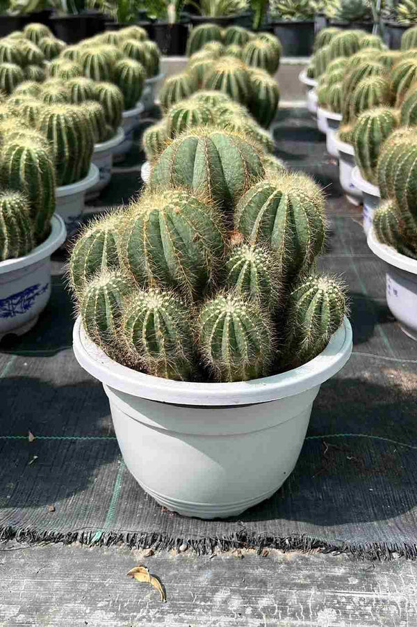 Ball Cactus
